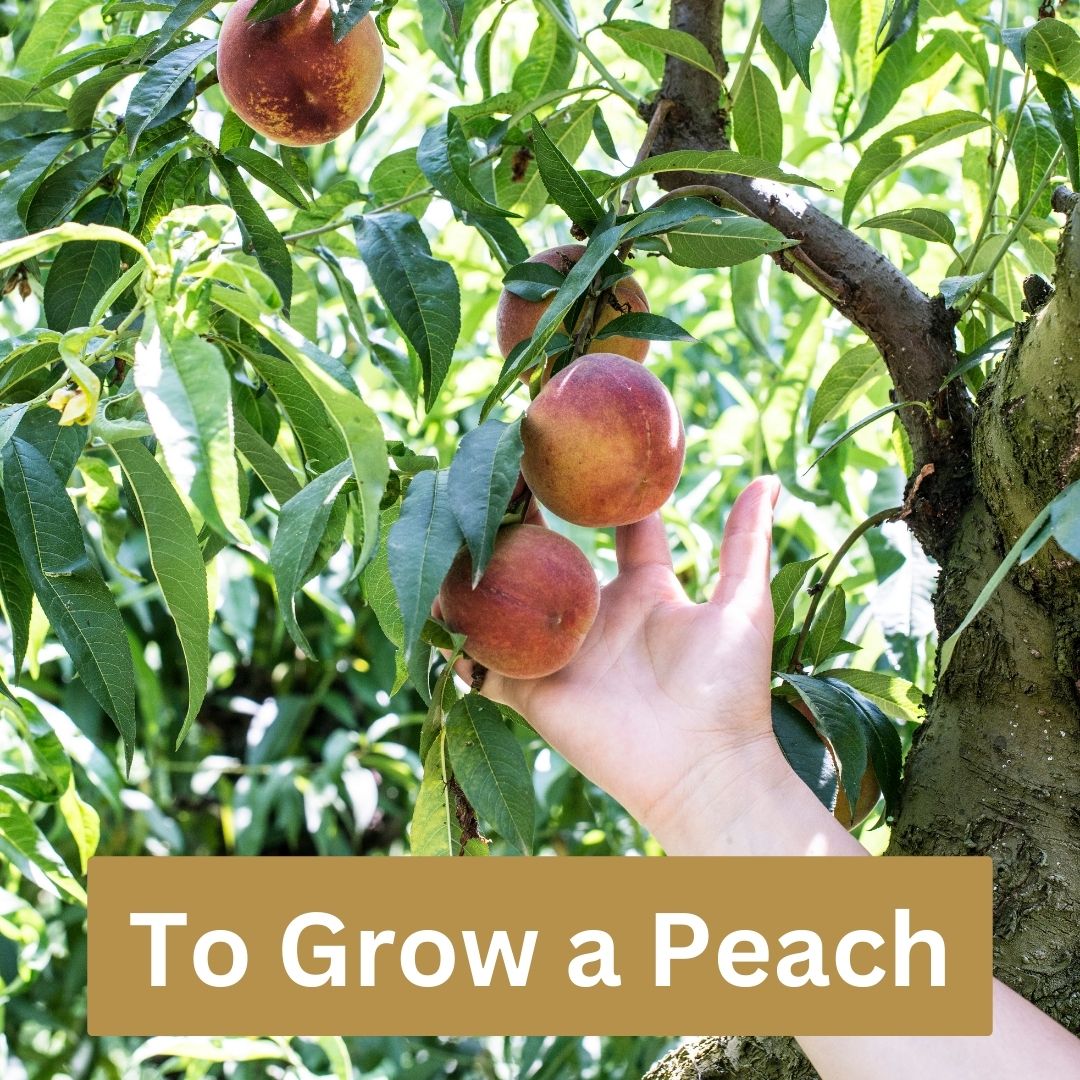 To Grow a Peach